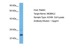 MOBKL3 Rabbit anti-Human, Polyclonal, Novus Biologicals 0.1ml; Unconjugated:Antibodies,